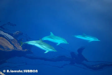 Los mejores lugares para avistamientos de cetáceos en España