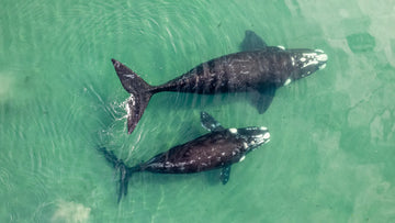 Ballena gris, la ballena amiga