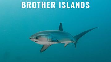 La guía de buceo en Brother Islands, Mar Rojo, más completa