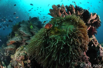 Buceo en Twin Rocks, Anilao - Filipinas