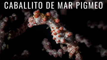Caballito de mar pigmeo, uno de los más pequeños caballitos de mar
