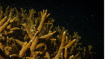 ¿Cómo se forma el coral?