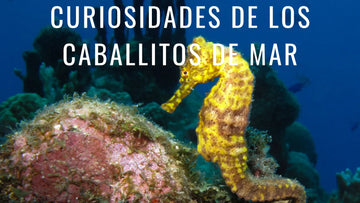 10 curiosidades sobre los caballitos de mar que quizá desconocías