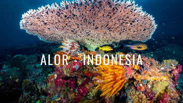Buceo en Alor, uno de los destinos más coloridos del mundo