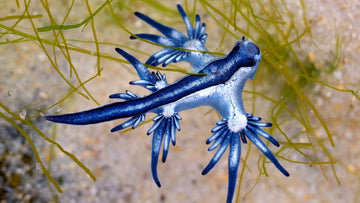 Glaucus Atlanticus: todo acerca de uno de los nudibranquios más sorprendentes del océano