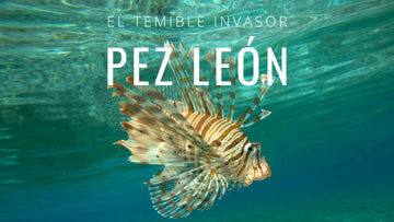 Pez león, un temible invasor