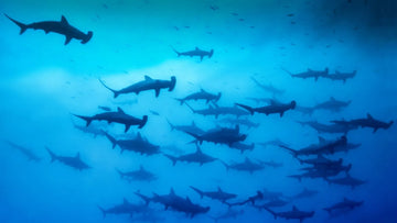 Los mejores destinos de buceo del mundo