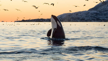 Tromsø, el mejor lugar del mundo para nadar con orcas en libertad y verlas de cerca