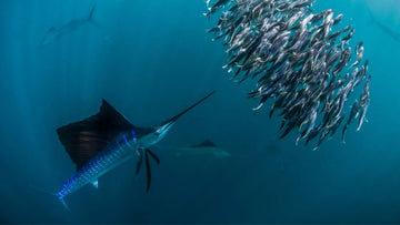 Pez vela, el más hábil y rápido depredador del océano