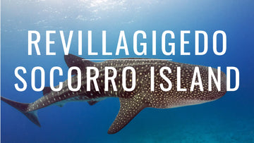 Guía de Buceo en Revillagigedo: Adéntrate en el Salvaje Corazón del Pacífico