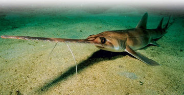 10 raras especies de tiburón de las que probablemente nunca habías oído hablar