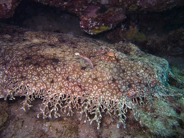 ¿Qué sabes acerca del tiburón Wobbegong? Te contamos todo