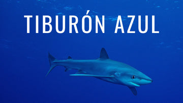 Tiburón azul, el tiburón más elegante del océano