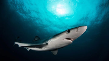 Buceo en Princesa Alice, entre mobulas y tiburones