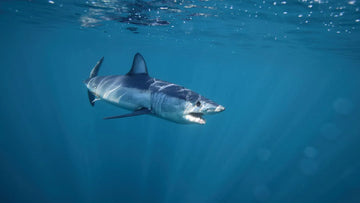 ¿A qué velocidad nada un tiburón mako?