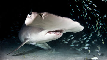 La vida de los tiburones, vista desde sus propios ojos
