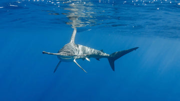 Tiburón martillo, cuando la evolución crea el pez perfecto