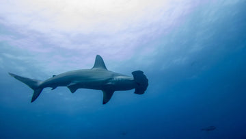 Buceo en Isla Socorro, inmersiones inolvidables entre pelágicos