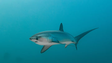 Tiburón zorro, el más hábil de los tiburones