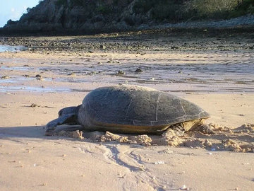 Apréndelo todo acerca de la Tortuga plana (Natator depressus)