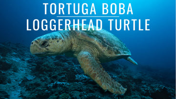 Descubre el fascinante mundo de las tortugas bobas