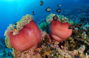 Guía de buceo en Hurghada, Mar Rojo