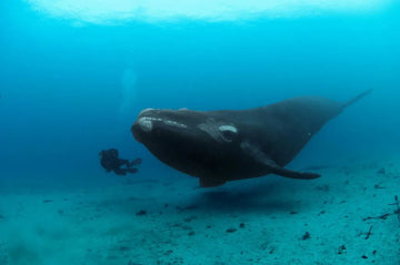 ¿Cuántas especies de ballena conoces?