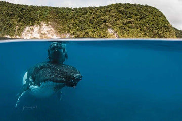 ¿Cómo duermen las ballenas y delfines?