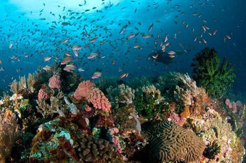 Guía de buceo en Batangas, Filipinas