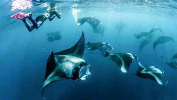 Hanifaru Bay, el santuario de las mantarrayas