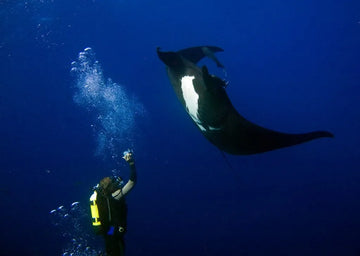 Buceo en Roca Partida, imán de pelágicos