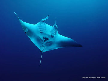 Mantarraya, pacífico y misterioso gigante del océano