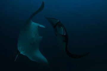 Buceo en los islotes de Formigas, Azores