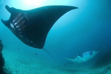 Las conservación de las mantarrayas y la fábula de los pandas