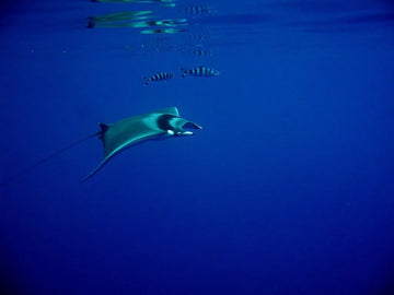 Buceo en San Miguel, Islas Azores