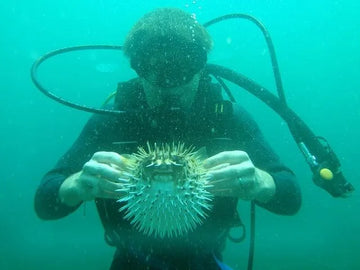 ¡No me toques los peces!