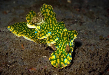 8 cosas que quizá no sabías sobre los nudibranquios