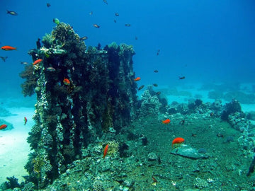 Buceo en el Yolanda, uno de los pecios más curiosos que existen