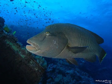 Buceo en St. John's, uno de los buceo más completos del Mar Rojo