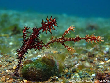 Pez pipa fantasma, un maestro del camuflaje