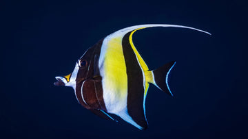 Ídolo moro, célebre habitante del arrecife