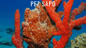 Pez sapo, uno de los más rápidos depredadores del océano