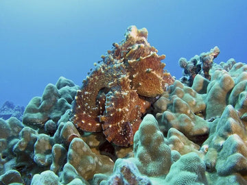Todo acerca de los pulpos, el invertebrado más inteligente del planeta
