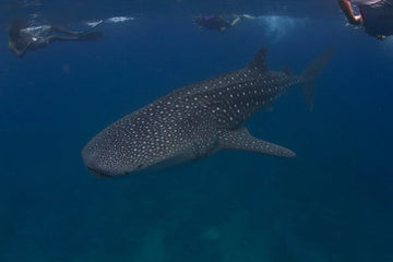 ¿Dónde nadar y bucear con tiburones ballena?