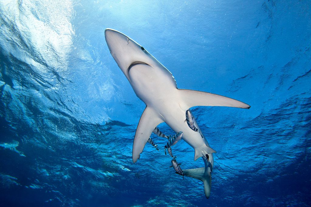 Tiburones que puedes encontrar en el Mediterráneo... si tienes suerte