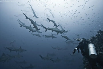 Manual de buceo con tiburones: qué hacer y qué no hacer en su presencia