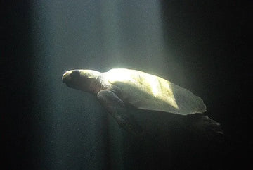 Conócelo todo acerca de la tortuga golfina