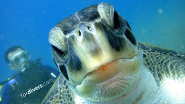 Tortugas marinas, todo sobre las 7 especies de tortugas