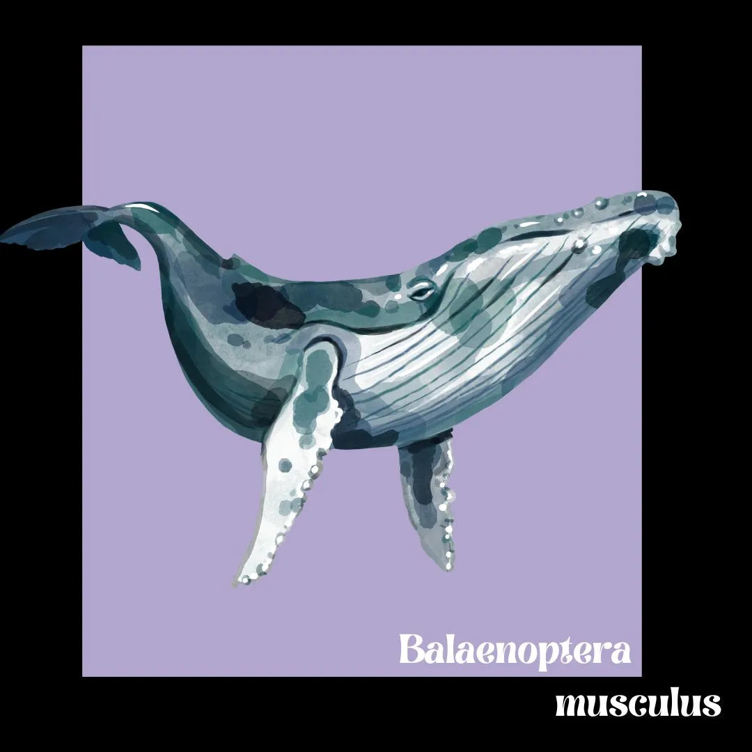 sudadera algodón orgánico ballena azul