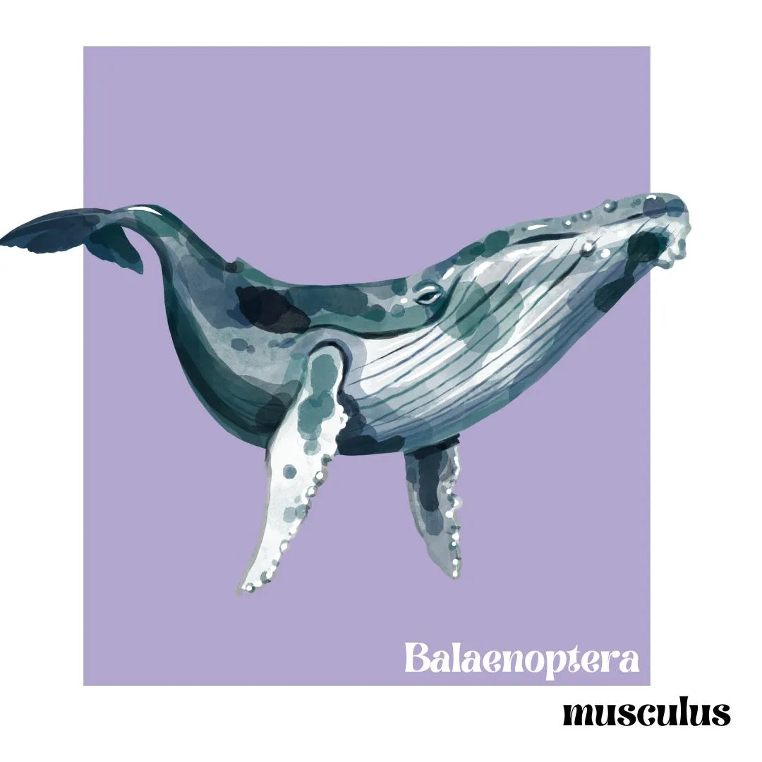 camiseta ballena azul para mujer